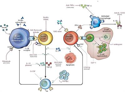 Shifting the paradigm of type 1 diabetes: a narrative review of disease-modifying therapies